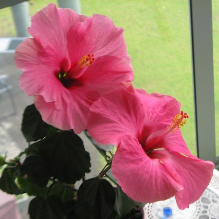 Hibiscus Bed & Breakfast Waihi Buitenkant foto