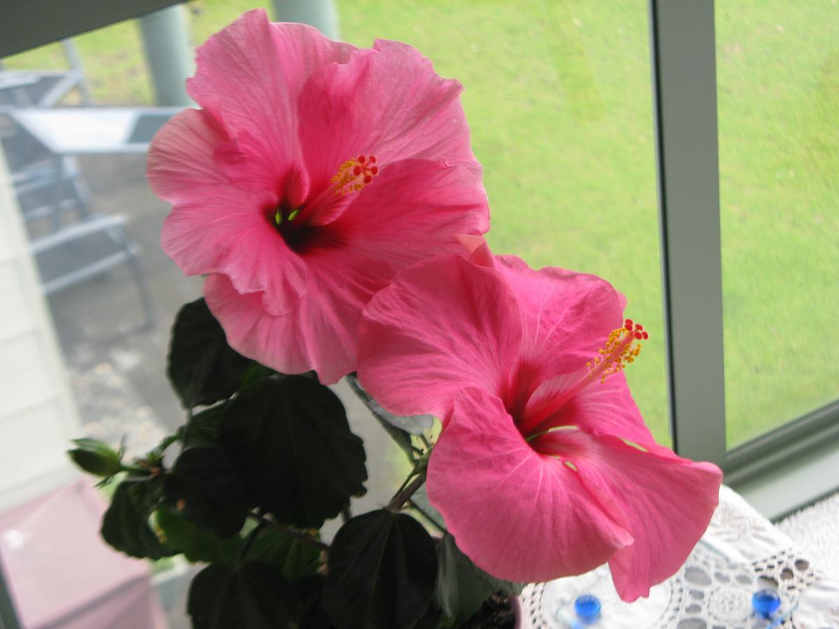 Hibiscus Bed & Breakfast Waihi Buitenkant foto